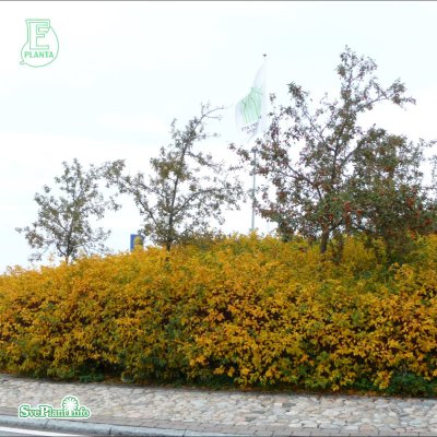 Malus toringo var. sargentii Eskilstuna E, Bukettapel 10-pack, 30-50 barrot