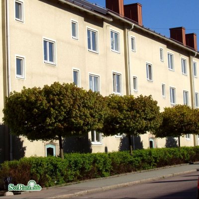 Acer platanoides Globosum, Klotlönn