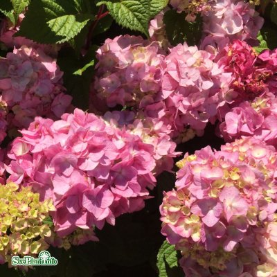 Hydrangea macrophylla Endless Summer ® Bloomstar ®, Hortensia, C5