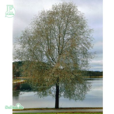 Salix alba var. sericea Boden Silver ® E, Silverpil