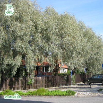 Salix alba var. sericea Boden Silver ® E, Silverpil