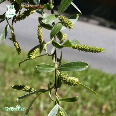 Salix alba var. sericea Boden Silver ® E, Silverpil