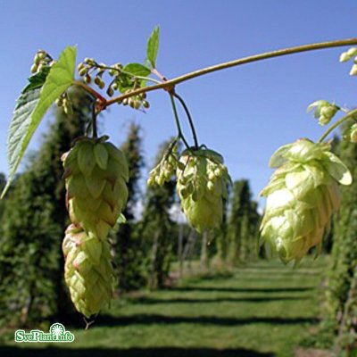 Humulus lupulus Korsta, Humle