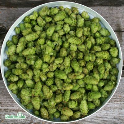 Humulus lupulus Hulla Norrgård, Humle