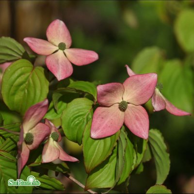 Cornus kousa Satomi, Koreansk Blomsterkornell