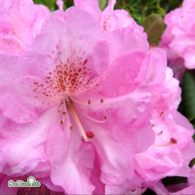 Rhododendron fortunei Scintillation, Rododendron