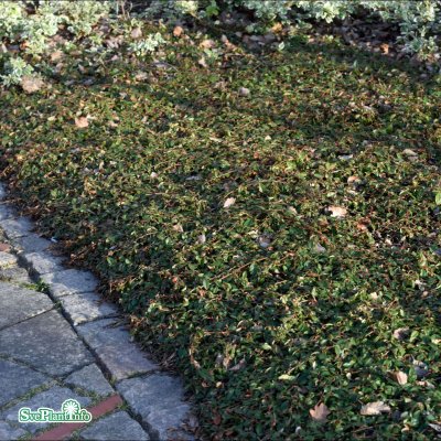 Cotoneaster dammeri Major, Krypoxbär