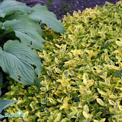 Euonymus fortunei Emerald´n Gold, Guldbenved