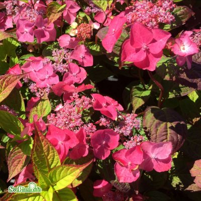 Hydrangea serrata Avelroz ®, Purpurhortensia, C2