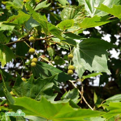 Platanus x hispanica, Platan