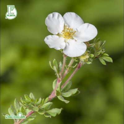 Potentilla fruticosa Abbotswood E, Ölandstok 10-pack, 30-50 barrot
