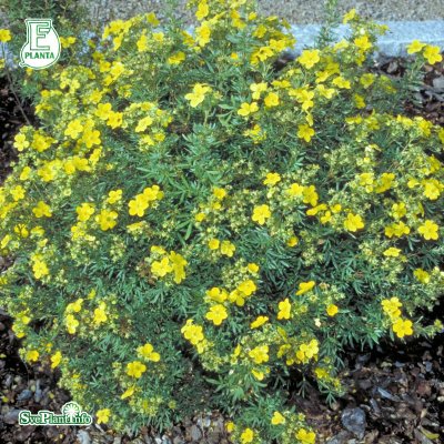Dasiphora (Potentilla) fruticosa Goldfinger E, Ölandstok 10-pack