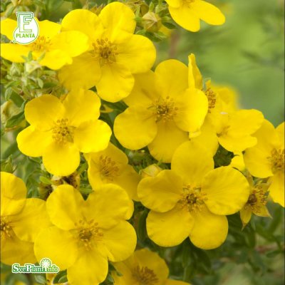 Dasiphora (Potentilla) fruticosa Goldfinger E, Ölandstok 10-pack