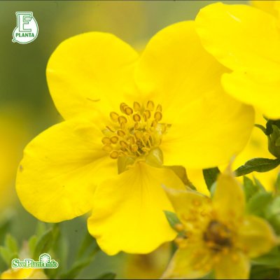 Dasiphora (Potentilla) fruticosa Goldfinger E, Ölandstok 10-pack