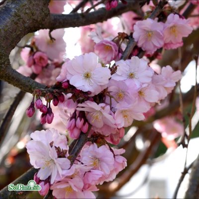 Prunus Accolade, Vårkörsbär