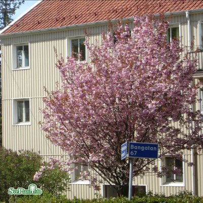 Prunus serrulata Kanzan, Japansk Körsbär