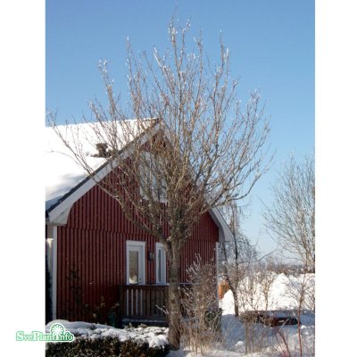 Prunus serrulata Kanzan, Japansk Körsbär