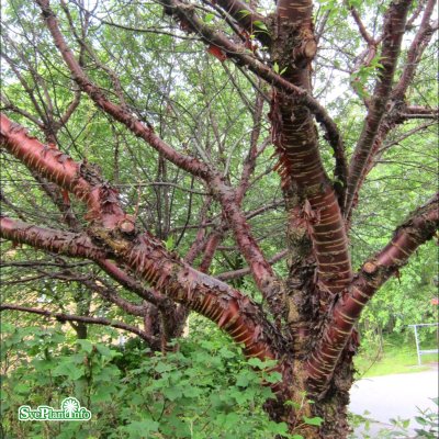 Prunus serrula, Glanskörsbär