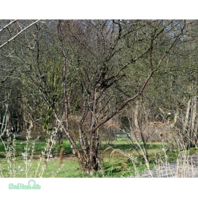 Prunus serrula, Glanskörsbär