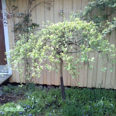 Salix caprea Kilmarnock / Pendula, Hängsälg