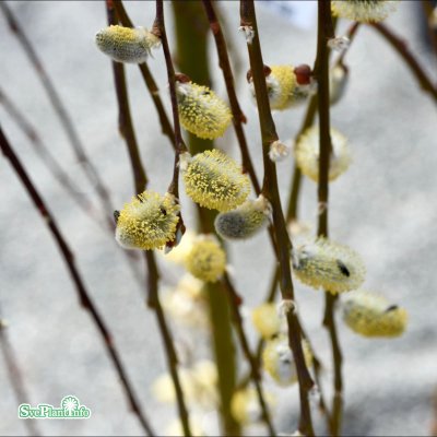Salix caprea Kilmarnock / Pendula, Hängsälg