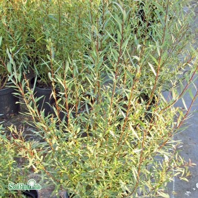 Salix purpurea Pendula, Hängvide