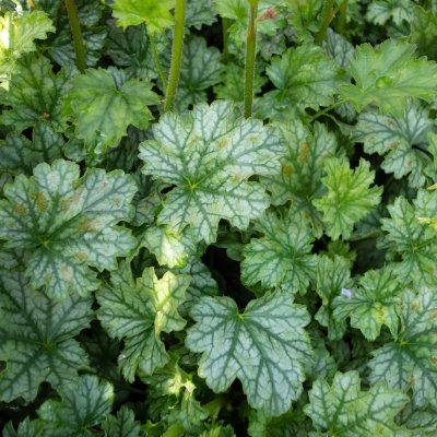 Heuchera hybr. Paris ®, Alunrot