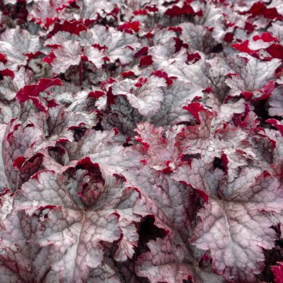 Heuchera hybr. Plum Pudding