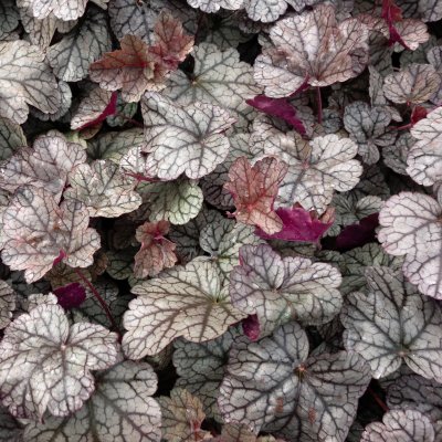Heuchera hybr. Silver Scrolls ®