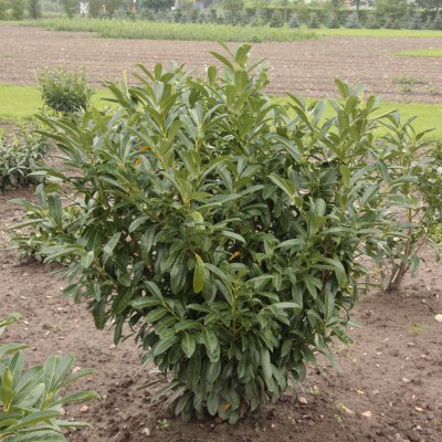 Prunus laurocerasus Caucasica