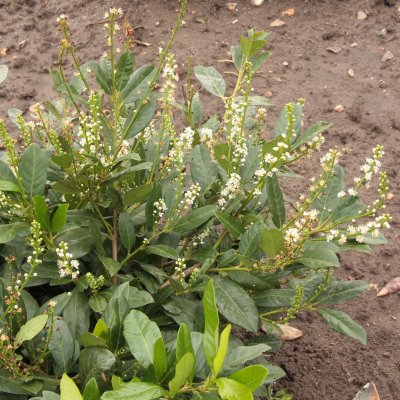 Prunus laurocerasus Cherry Brandy