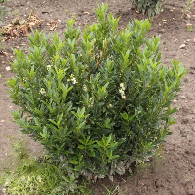 Prunus laurocerasus Gajo ®, Lagerhägg