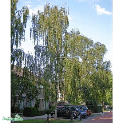 Betula pendula Tristis, Hängbjörk