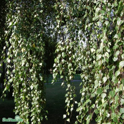 Betula pendula Youngii, Tårbjörk, 200 stam utilis C15