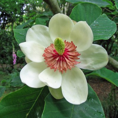 Magnolia sieboldii, Buskmagnolia
