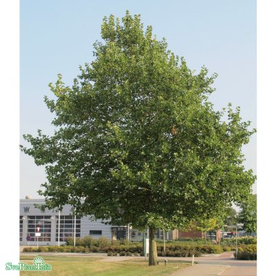 Platanus x hispanica, Platan