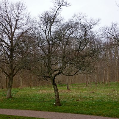 Acer tataricum fk Falun E, Rysk Lönn