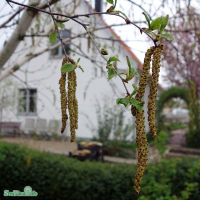 Betula utilis ssp. jacquemontii Doorenbos, Himalayabjörk