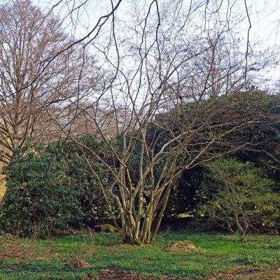 Corylus avellana, Hassel