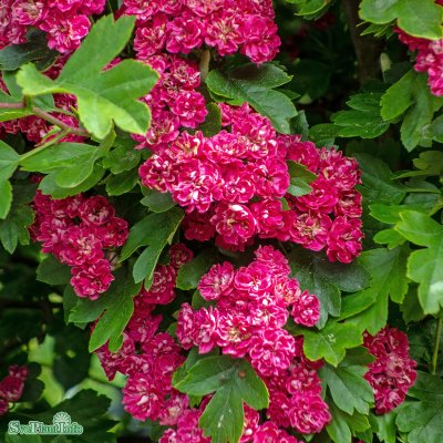 Crataegus x media Paul's Scarlet, Rosenhagtorn