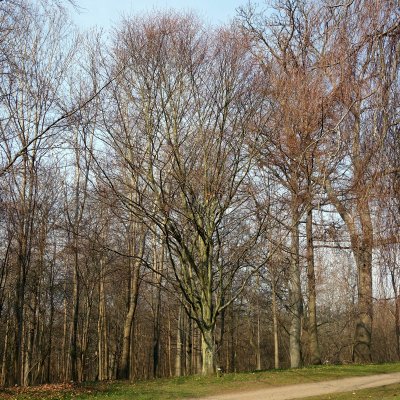 Fagus sylvatica Zlatia