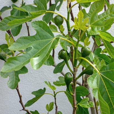 Ficus carica Brown Turkey, Fikon / Adriafikon