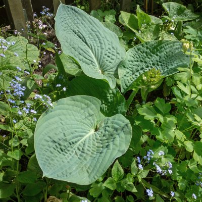 Hosta hybr. Big Daddy, Funkia