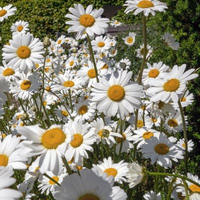Leucanthemum vulgare