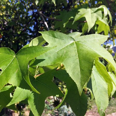 Liquidambar styraciflua