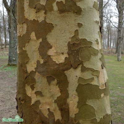 Platanus x hispanica, Platan