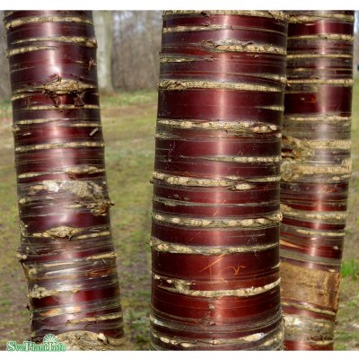Prunus serrula, Glanskörsbär