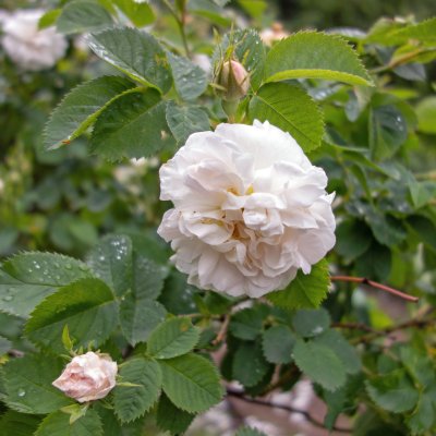 alba Alba Maxima, Jungfruros/Klätterros, C4