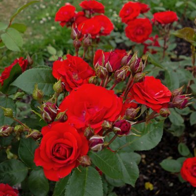 floribunda Allotria (Tanal), Floribundaros, barrot 1st