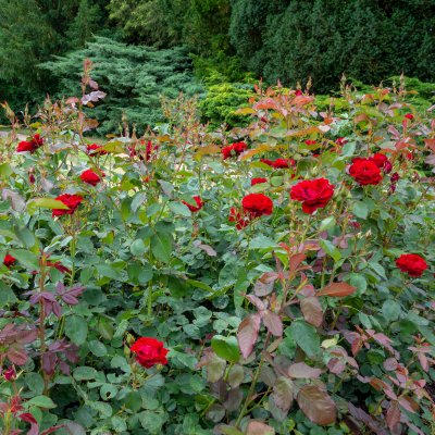 floribunda H. C. Andersen (Poulander), Floribundaros, C4